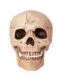 Skull with Movable Jaw