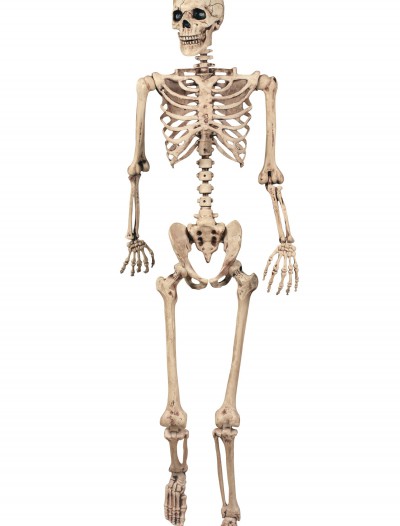 Lifesize Poseable Skeleton